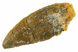 Serrated Raptor Tooth - Real Dinosaur Tooth #332451-1